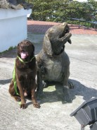 Fotos de perros